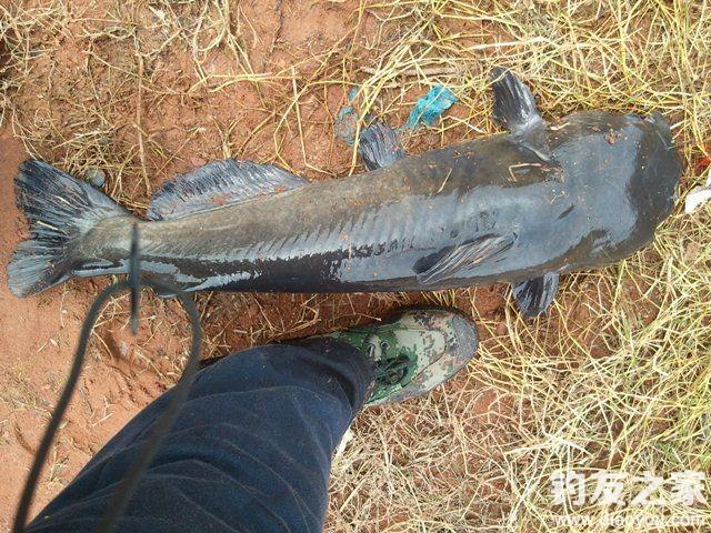 冬天鲶鱼的活动规律_鲶鱼冬天养殖技术_冬天鲶鱼怎么养