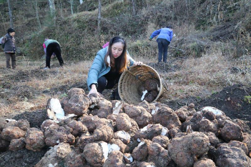 茯苓“土疙瘩”变身增收“金疙瘩”