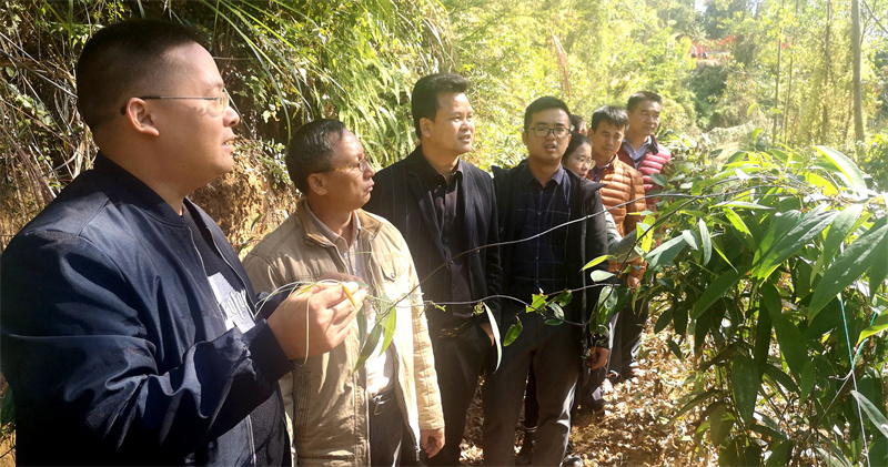 致富种植茯苓土豆视频_致富种植茯苓土壤_种植土茯苓致富