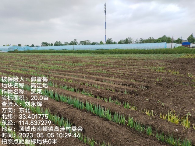 农场大葱种植致富_农广天地大葱种植技术视频_致富农场大葱种植视频