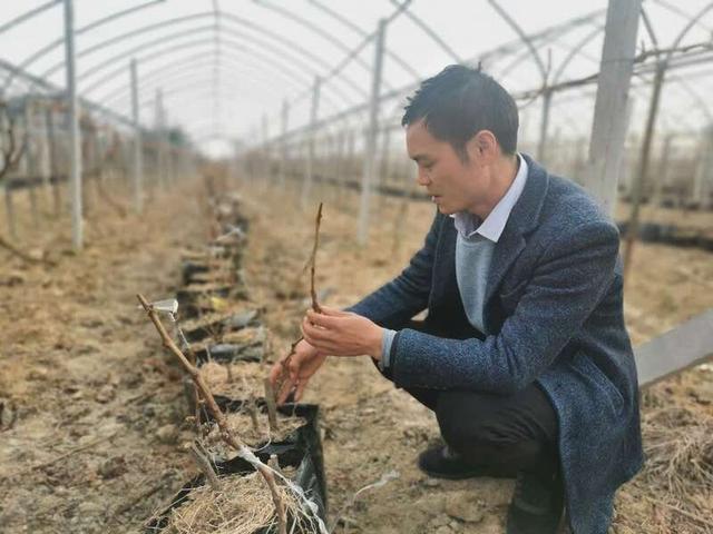 致富种植葡萄_种植葡萄赚钱吗_致富种植葡萄视频