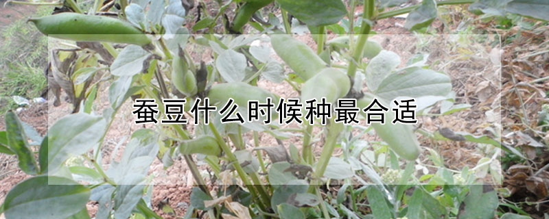 蚕豆适合什么时候种植