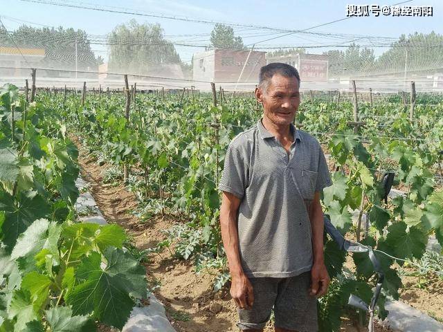 致富种植葡萄_种植葡萄赚钱吗_致富种植葡萄图片