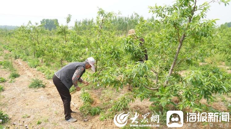 孔子故里，看“多彩”农业丨高磷土地种果树 拓宽群众致富路