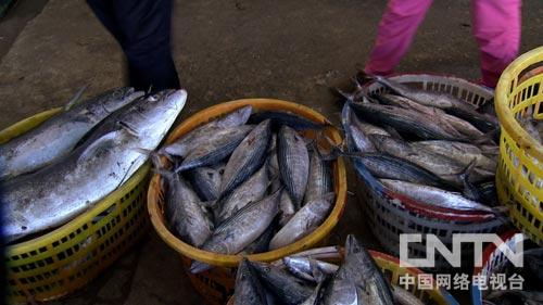 黑坑里的鱼浮起来怎么钓_致富经挂起来的鱼_客厅挂荷花九鱼图好吗