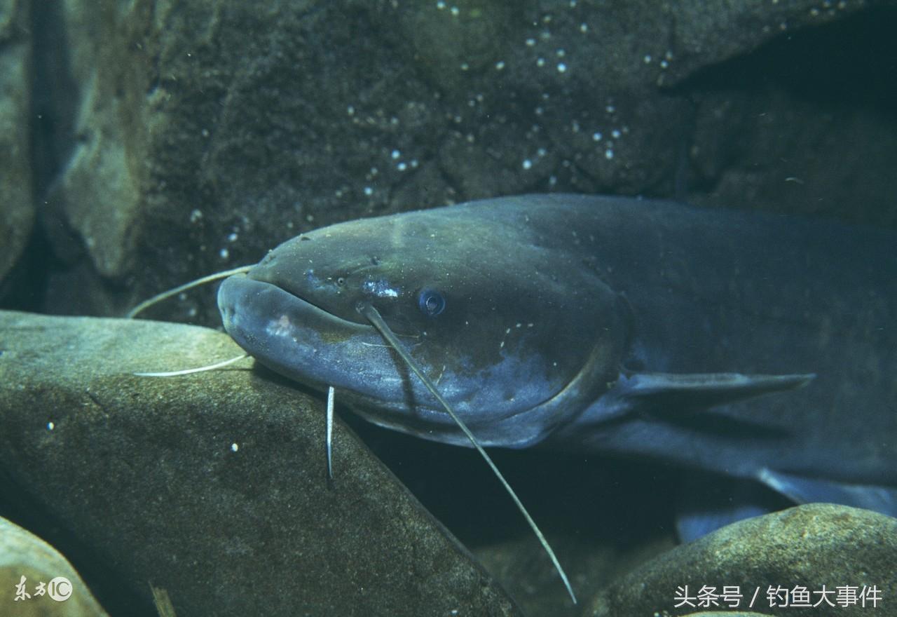 冬天鲶鱼怎么养_鲶鱼冬天养殖技术_冬季鲶鱼生活在哪里