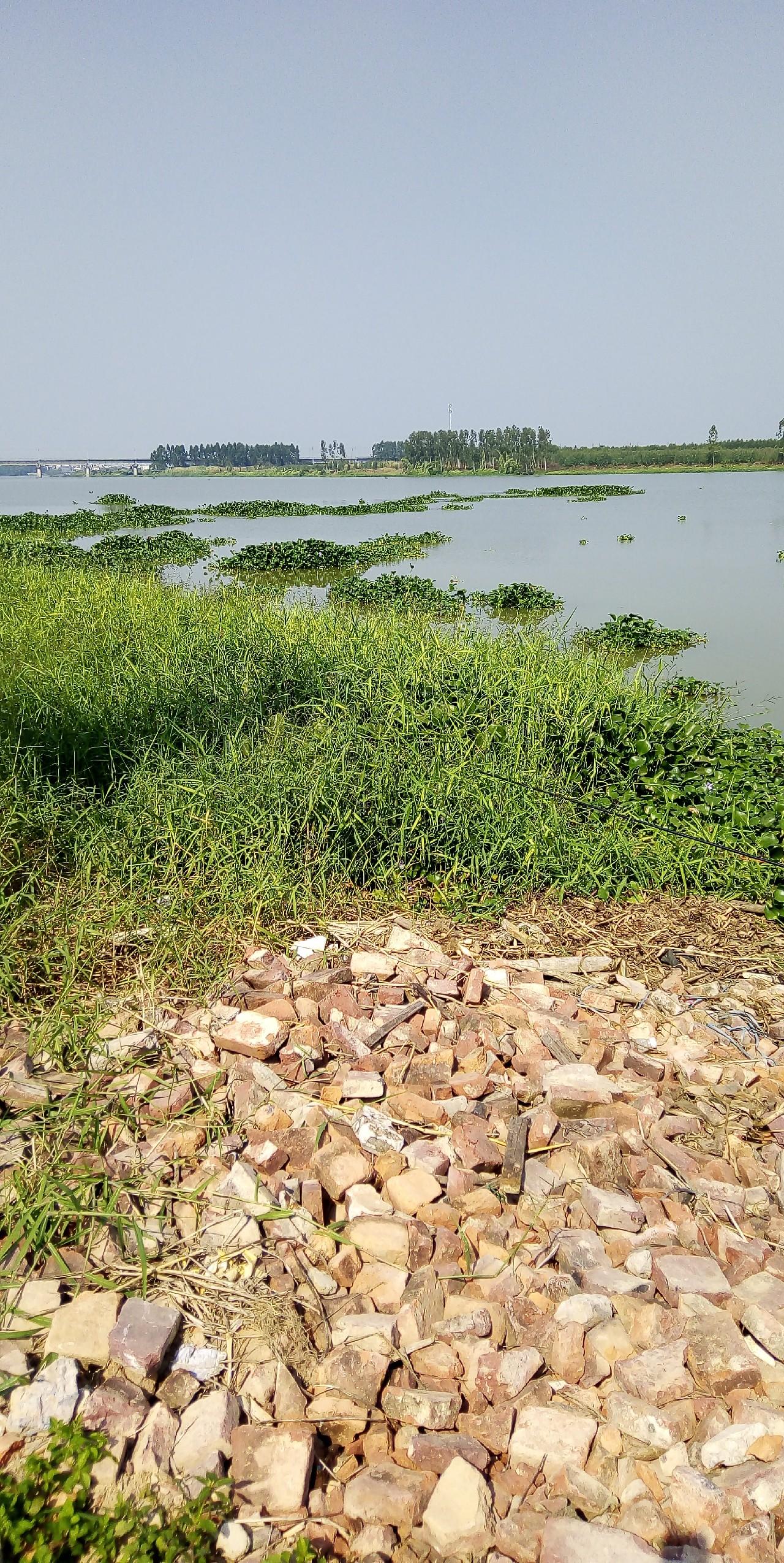 冬季鲶鱼用什么饵_鲶鱼冬天养殖技术_冬天鲶鱼的活动规律