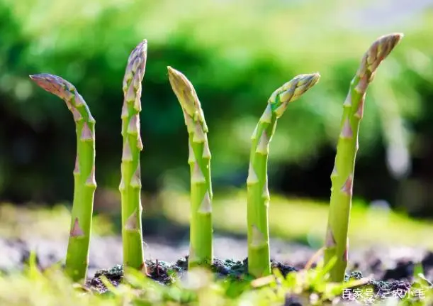 阳台种植芦笋技术要求_阳台芦笋种植技术_阳台芦笋种植方法芦笋栽培技术