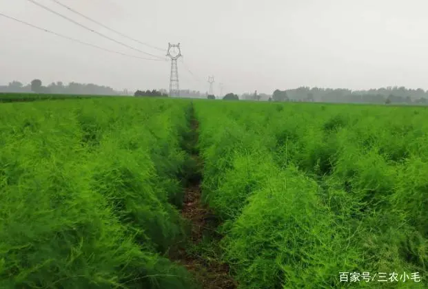 阳台芦笋种植方法芦笋栽培技术_阳台芦笋种植技术_阳台种植芦笋技术要求