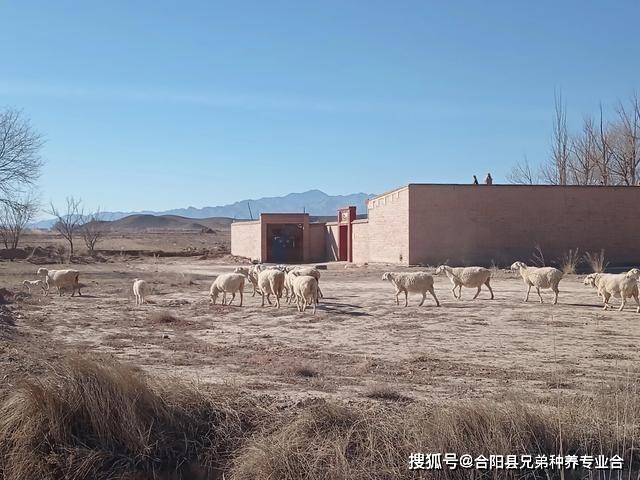 黄淮山羊种羊场_黄淮山羊养殖技术_黄山羊养殖技术视频