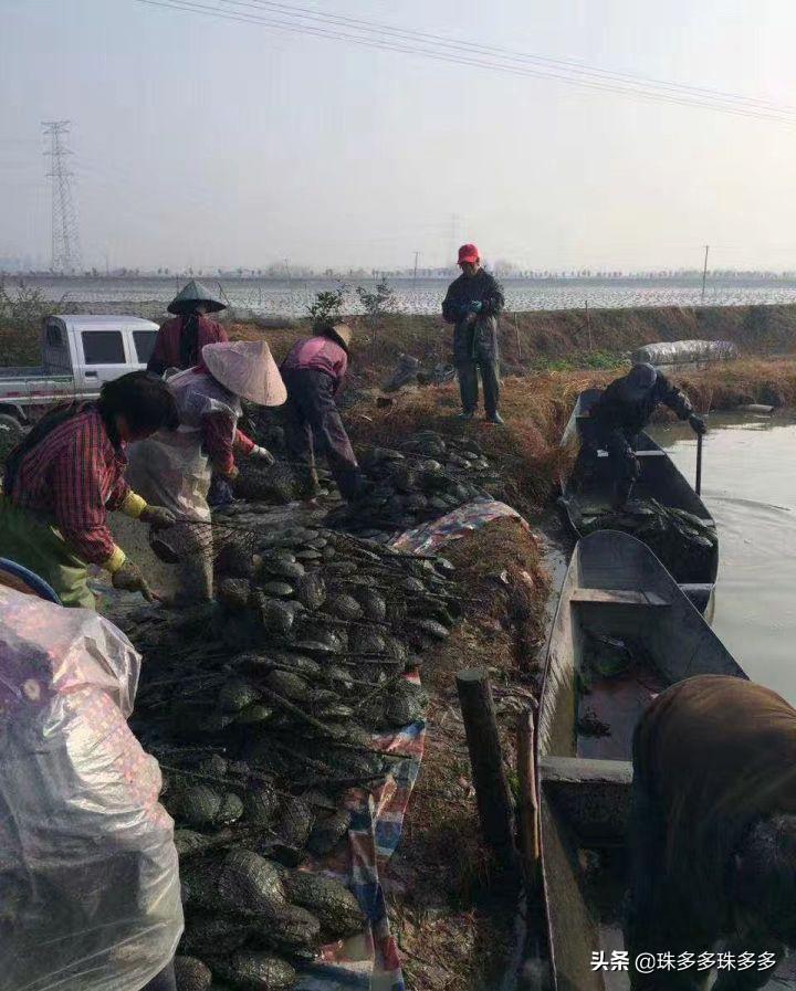 视频养殖蚌壳技术视频教程_蚌壳养殖技术视频_视频养殖蚌壳技术教程