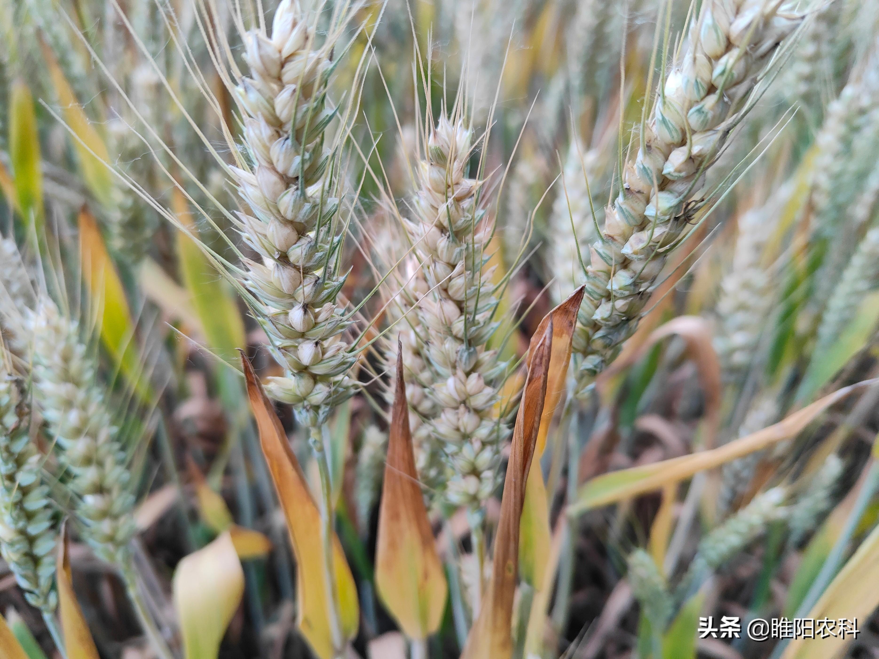 致富经麦子熟了_麦子熟10致富经_麦子熟制