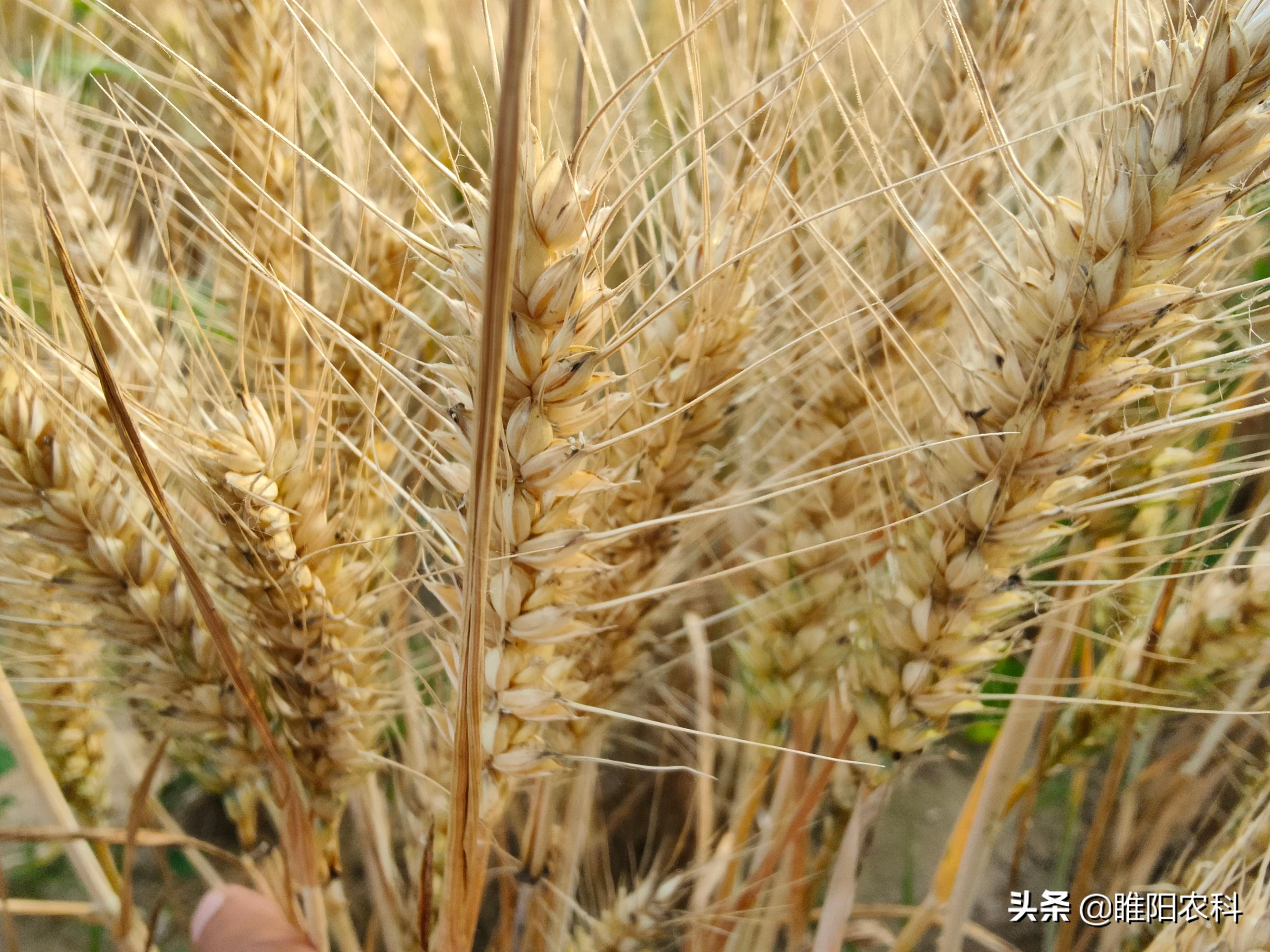 麦子熟10致富经_致富经麦子熟了_麦子熟制