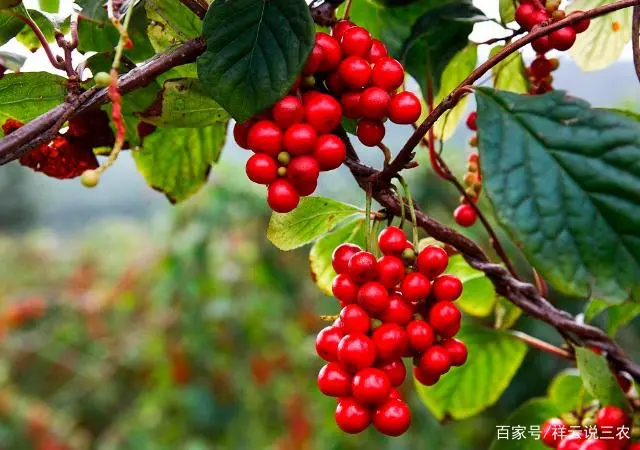 东北五味子什么时候栽苗_东北五味子的种植技术_五味子适合东北种植吗