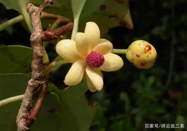 东北五味子什么时候栽苗_东北五味子的种植技术_五味子适合东北种植吗