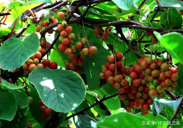 五味子适合东北种植吗_东北五味子什么时候栽苗_东北五味子的种植技术