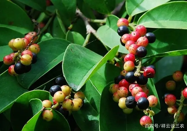 东北五味子的种植技术_五味子适合东北种植吗_东北五味子什么时候栽苗