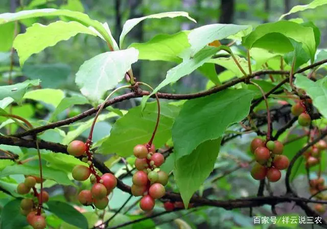 东北五味子的种植技术_五味子适合东北种植吗_东北五味子什么时候栽苗