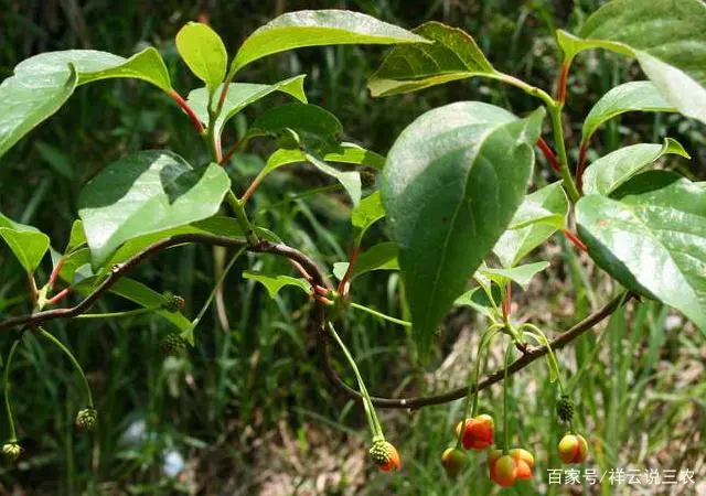 东北五味子的种植技术_东北五味子什么时候栽苗_五味子适合东北种植吗