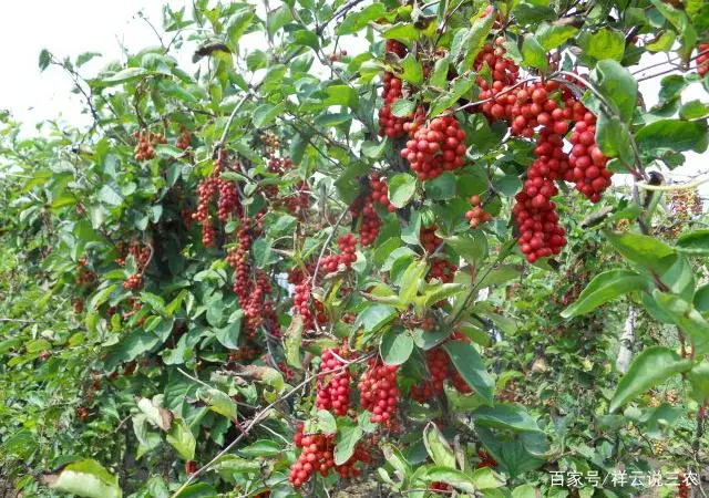 五味子适合东北种植吗_东北五味子什么时候栽苗_东北五味子的种植技术