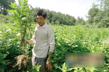 中药材标准种植 渝药农生逢其时