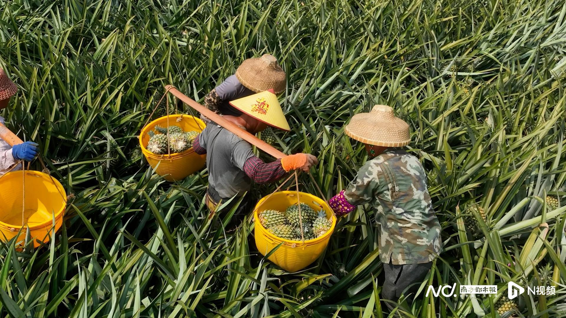 凤梨种植致富项目_2021种凤梨赚钱吗_致富种植凤梨项目简介