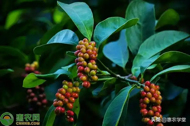 五味子的种植时间及方法