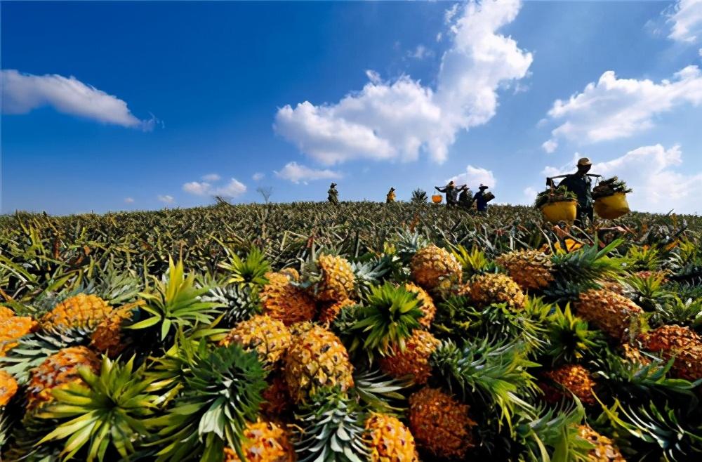 致富种植凤梨项目介绍_致富种植凤梨项目简介_凤梨种植致富项目