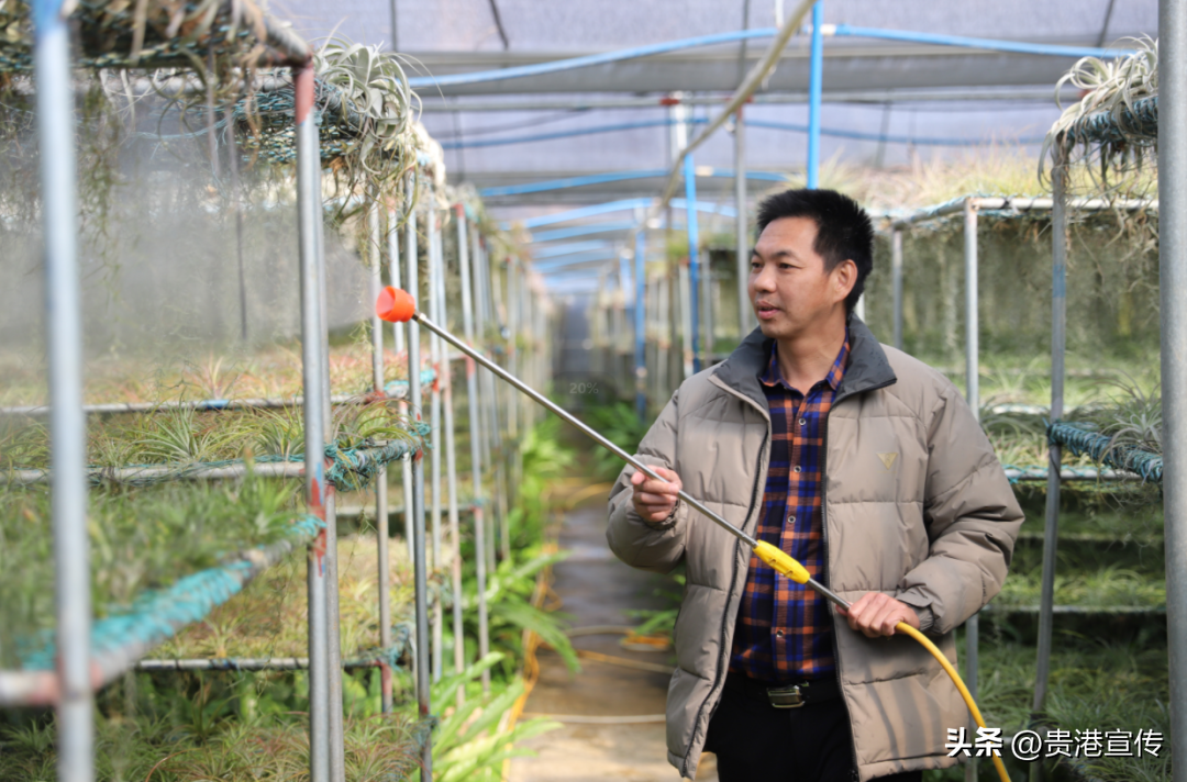 致富种植凤梨项目介绍_2021种凤梨赚钱吗_凤梨种植致富项目