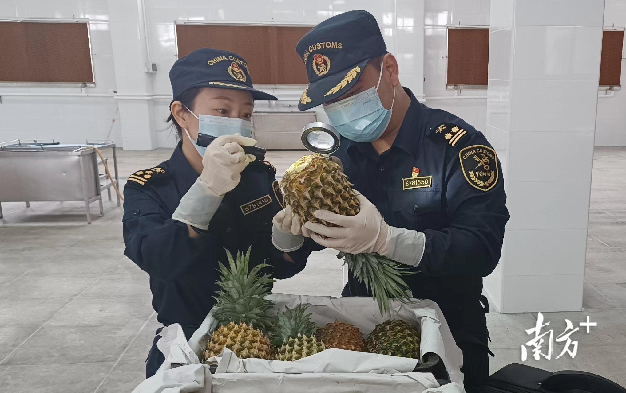 凤梨种植致富项目_2021种凤梨赚钱吗_致富种植凤梨项目介绍