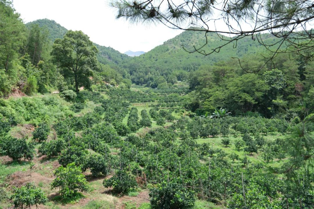 青山种植致富果_青山种植专业合作社_青山致富种植果园地址