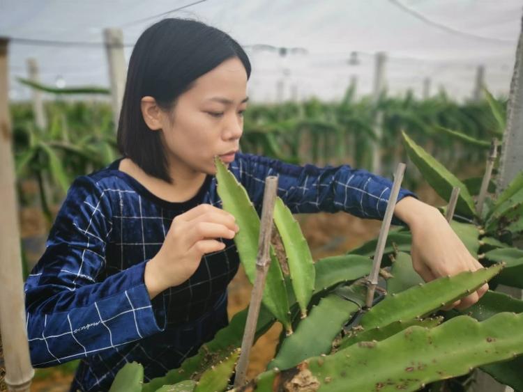 海归女硕士返乡做农民，新技术种水果年入千万