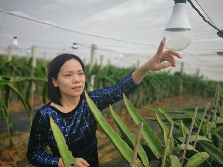 致富种植凤梨项目介绍_致富种植凤梨项目简介_凤梨种植致富项目