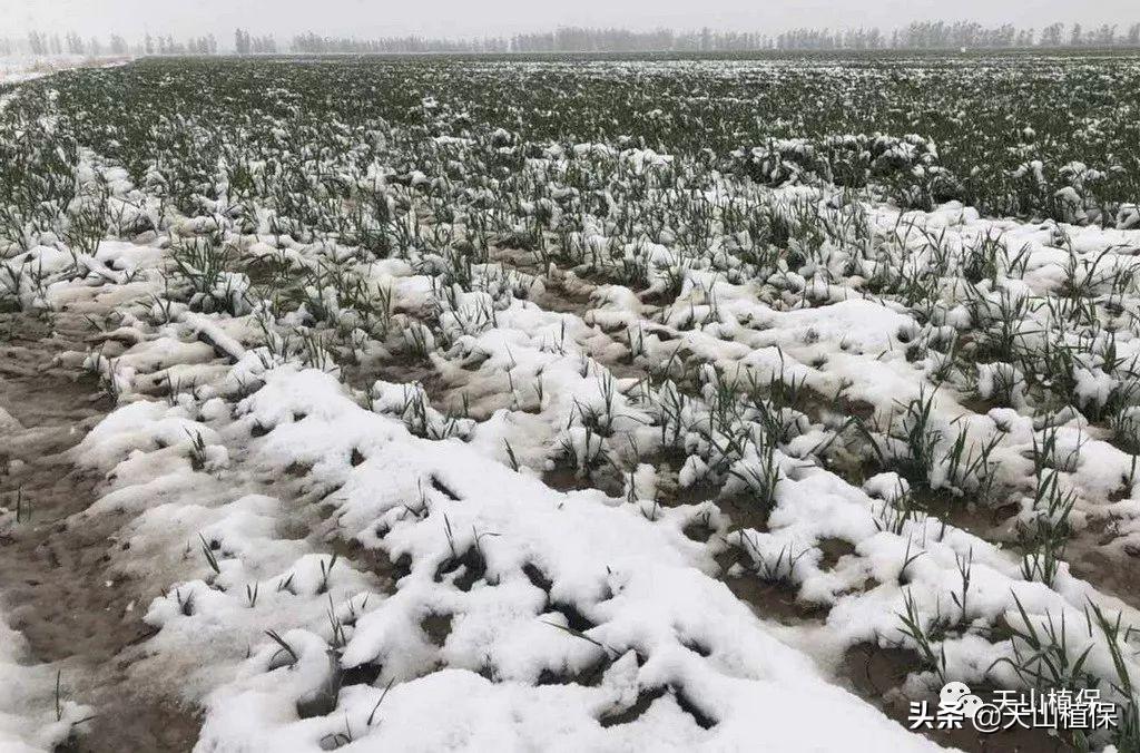 籽播防风亩产量_籽播防风种植技术_防风种子的播种方法