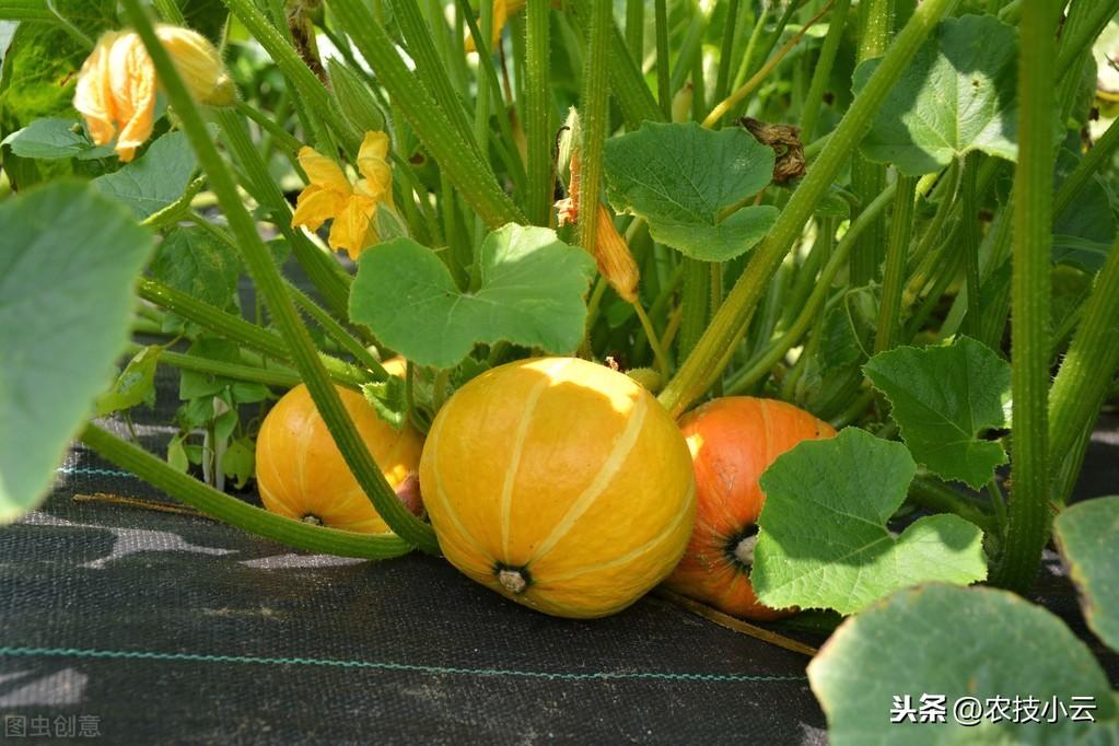 防风种子_籽播防风种植技术_防风种子的播种方法