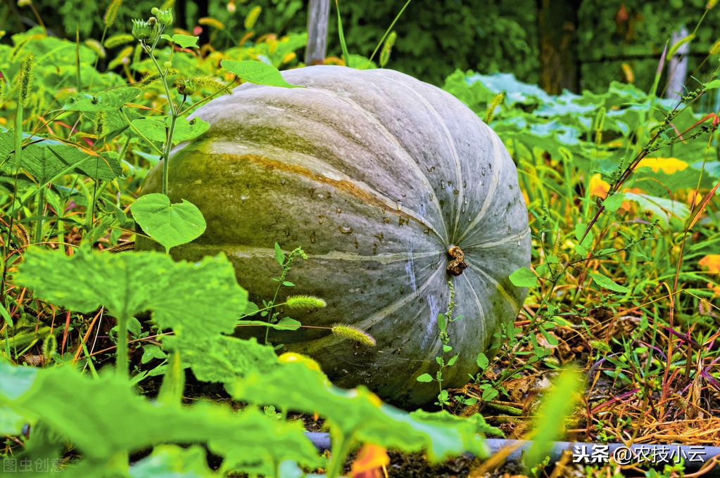 籽播防风种植技术_防风种子_防风种子的播种方法