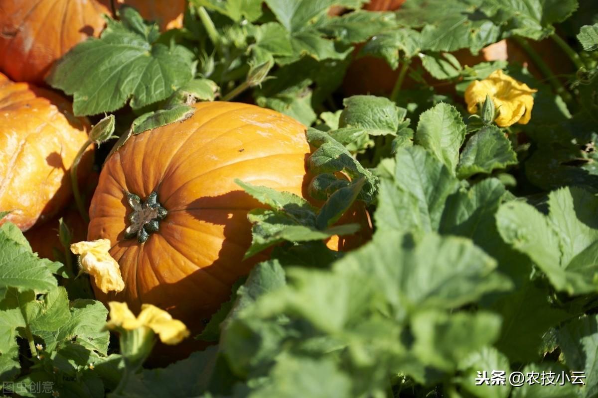 防风种子的播种方法_籽播防风种植技术_防风种子