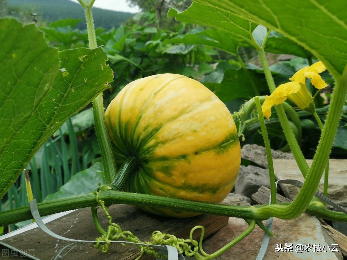 防风种子的播种方法_防风种子_籽播防风种植技术