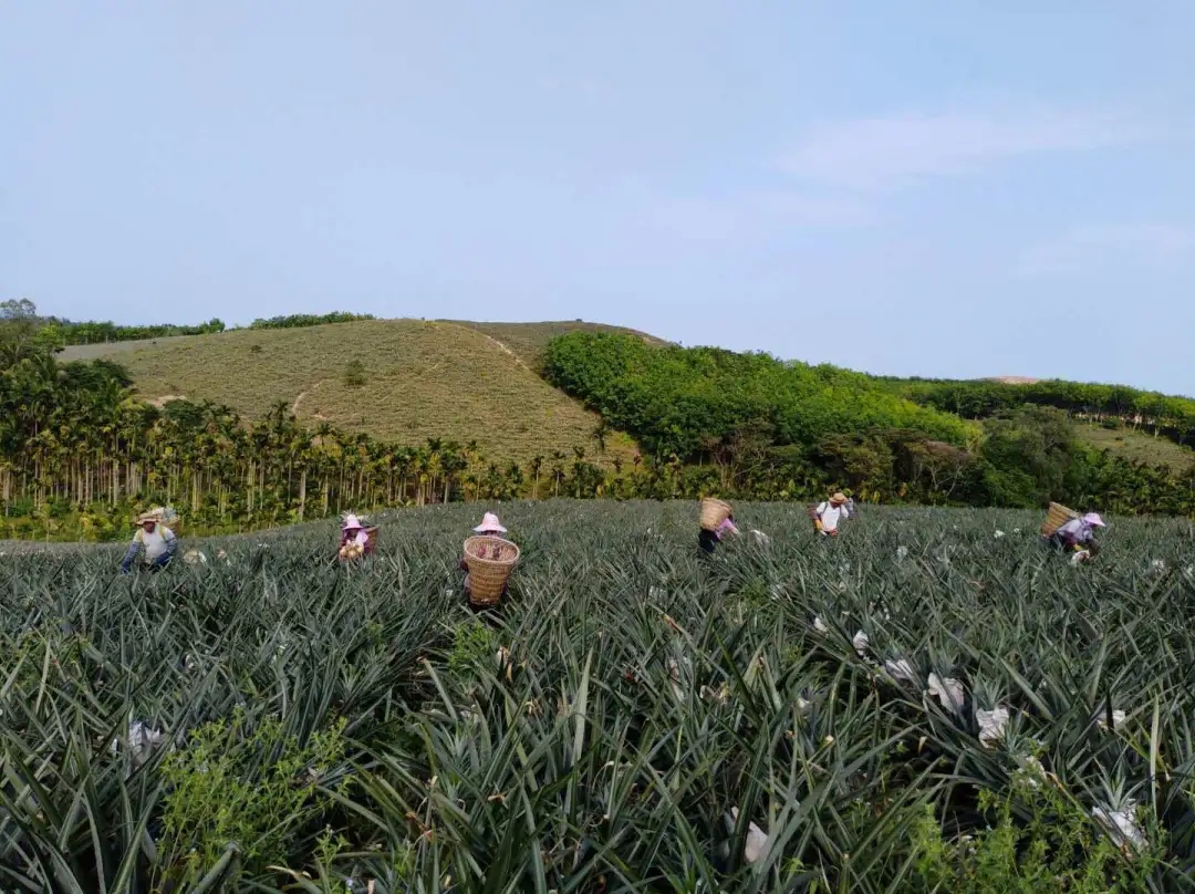 凤梨种植致富项目_2021种凤梨赚钱吗_致富种植凤梨项目介绍