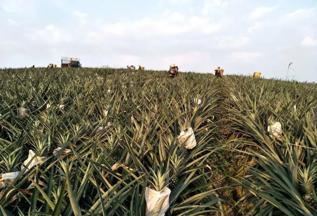 致富种植凤梨项目介绍_2021种凤梨赚钱吗_凤梨种植致富项目