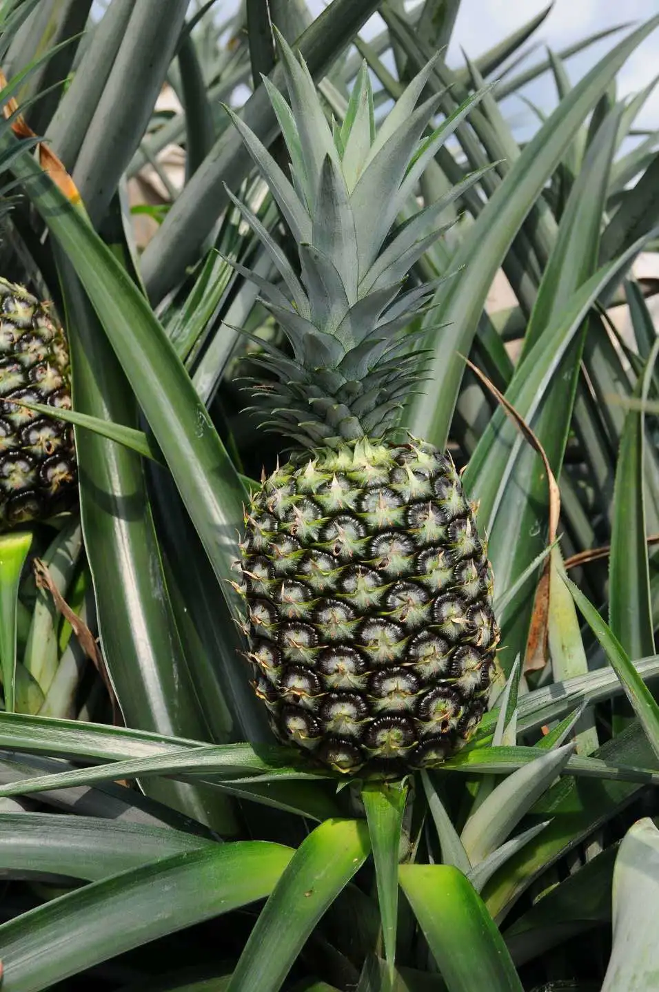 凤梨种植致富项目_致富种植凤梨项目介绍_2021种凤梨赚钱吗