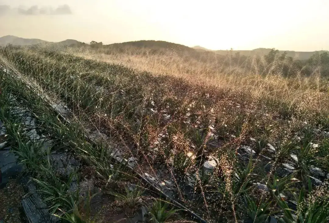 2021种凤梨赚钱吗_致富种植凤梨项目介绍_凤梨种植致富项目