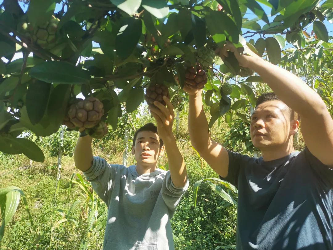 青山种植致富果_青山致富种植果园电话_青山致富种植果园在哪里