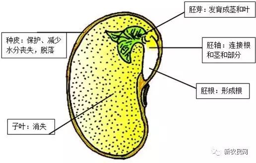 黄豆南方种植技术与管理_黄豆在南方几月播种_南方黄豆的种植技术