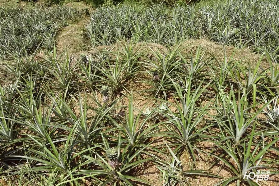 致富种植凤梨项目怎么样_凤梨种植致富项目_致富种植凤梨项目介绍