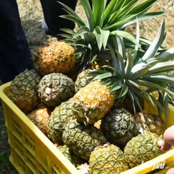 凤梨种植致富项目_致富种植凤梨项目介绍_致富种植凤梨项目怎么样