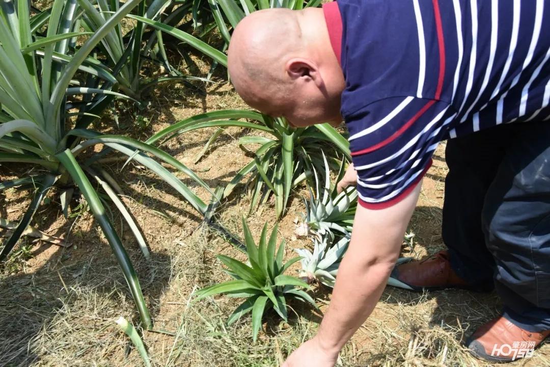 致富种植凤梨项目怎么样_凤梨种植致富项目_致富种植凤梨项目介绍