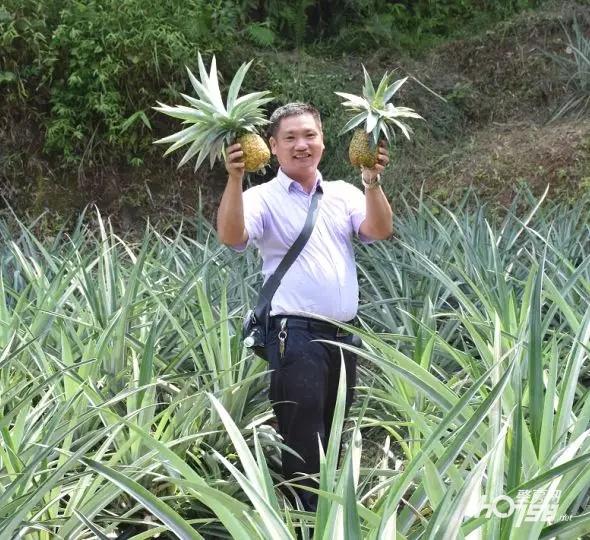 致富种植凤梨项目怎么样_致富种植凤梨项目介绍_凤梨种植致富项目