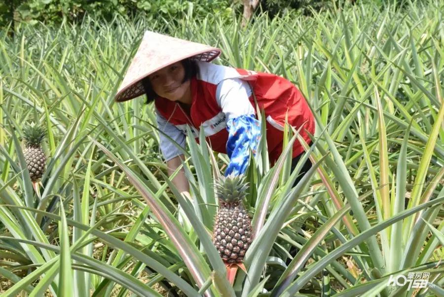 致富种植凤梨项目介绍_致富种植凤梨项目怎么样_凤梨种植致富项目