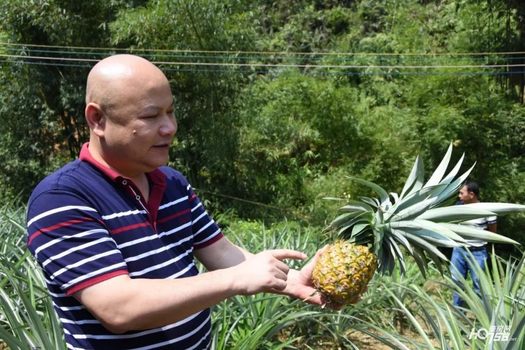 凤梨种植致富项目_致富种植凤梨项目怎么样_致富种植凤梨项目介绍